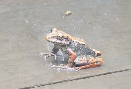 Serranobatrachus cristinae