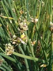 Allium proliferum