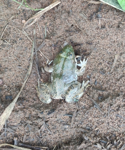 Crowned bullfrog