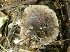 Russula vinaceocuticulata