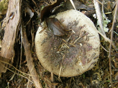 Russula vinaceocuticulata