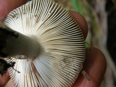 Russula vinaceocuticulata