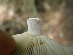 Russula vinaceocuticulata