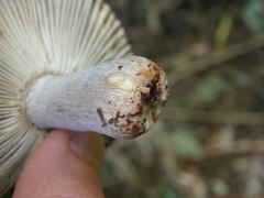 Russula vinaceocuticulata