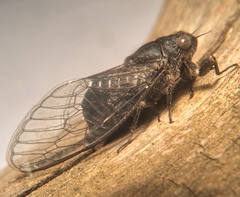 Atrapsalta corticina