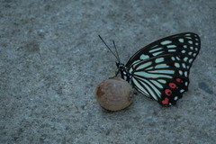 Hestina assimilis formosana