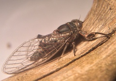 Atrapsalta corticina