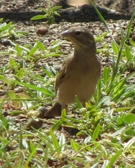 Crithagra albogularis