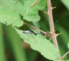 Austroargiolestes calcaris