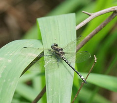 Eusynthemis brevistyla