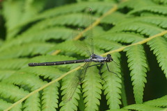 Austroargiolestes calcaris