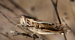 Schistocerca americana