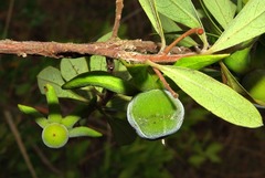 Diospyros dichrophylla image