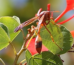 Belonogaster lateritia