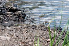 Thamnophis proximus proximus