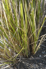 Poa billardierei