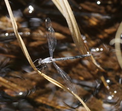 Austroargiolestes calcaris