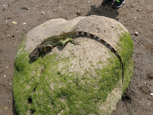 Asian water dragon, Physignathus cocincinus