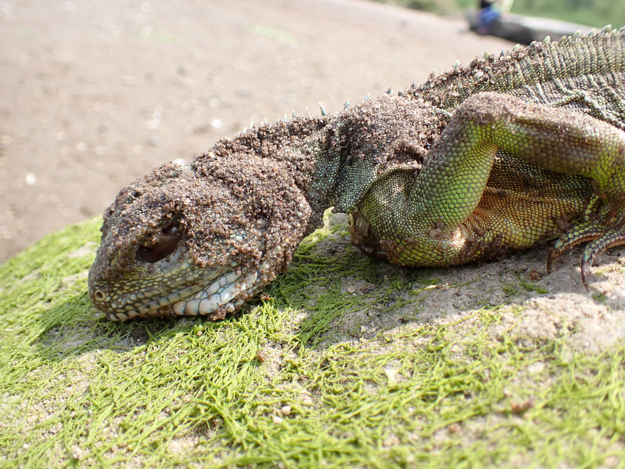 asian water dragon, chinese water dragon, green water dragon, grüne wasseragame, thai water dragon, 长鬣蜥