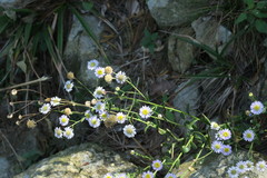 Aster panduratus
