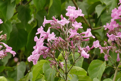 Representative image of Cuspidaria