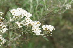 Ozothamnus secundiflorus