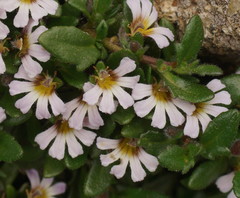 Scaevola hookeri