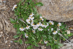 Scaevola hookeri