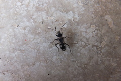 Raglius confusus