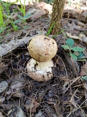 Amanita ochrophylla