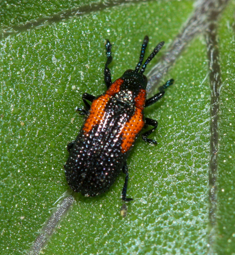 Microrhopala rubrolineata