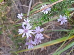 Olearia asterotricha asterotricha