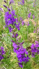 Consolida orientalis