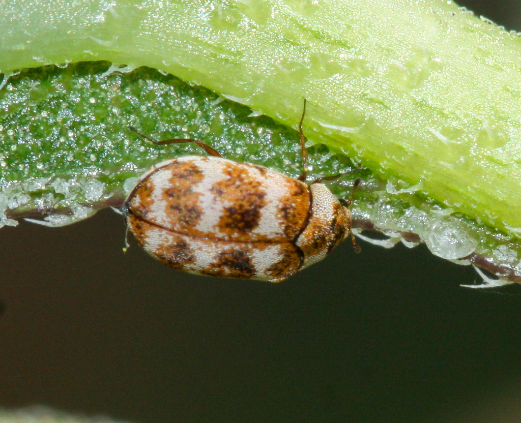Asian carpet beetle