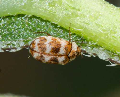 Asian carpet beetle