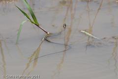 Thamnophis proximus proximus