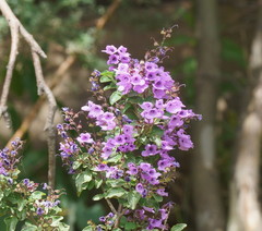 Prostanthera melissifolia
