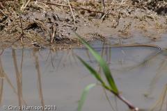 Thamnophis proximus proximus