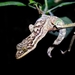 Thecadactylus rapicauda - Photo (c) frogman44, μερικά δικαιώματα διατηρούνται (CC BY-NC), uploaded by frogman44