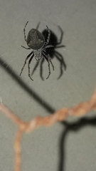 Socca pustulosa