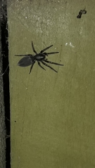 Lampona cylindrata