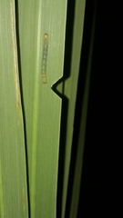 Epiphryne verriculata