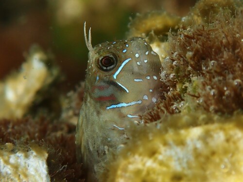 Sphinx blenny (Aidablennius sphynx) — Blenniidae