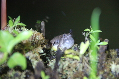 Microhyla berdmorei