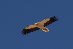 Neophron percnopterus