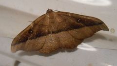 Sarisa muriferata