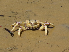 Ocypode ryderi