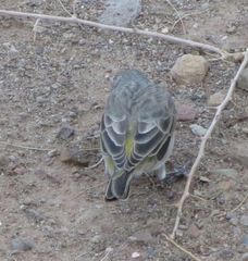 Crithagra albogularis