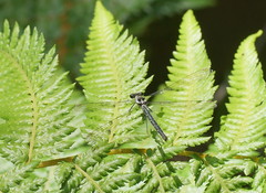 Austroargiolestes calcaris