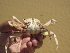 Ocypode ryderi